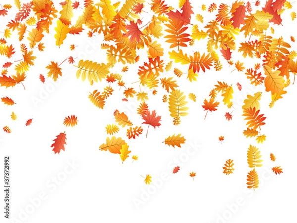 Fototapeta Oak, maple, wild ash rowan leaves vector, autumn foliage on white background.
