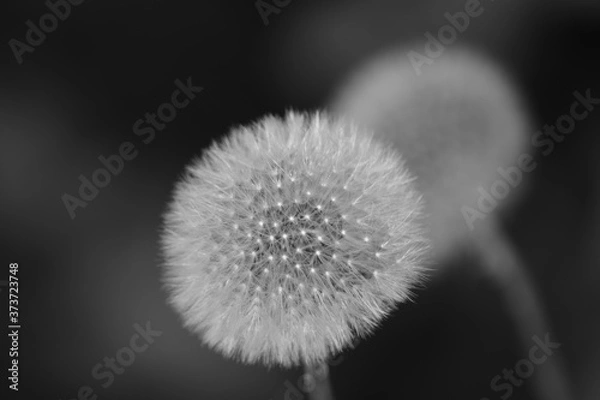 Fototapeta panader listo para soplar algo que nadiese quiere perder