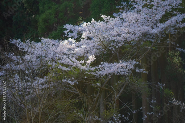 Fototapeta 山桜