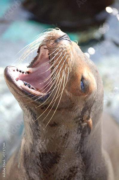 Obraz hungrige Robbe