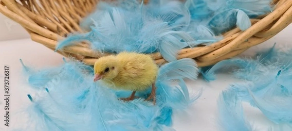 Obraz Küken Wachtel