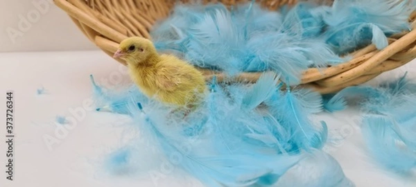 Obraz Küken im Korb