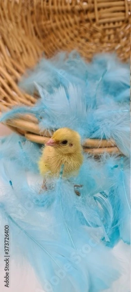 Obraz Süße Wachtel