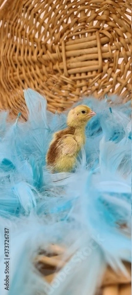 Obraz Küken im Korb