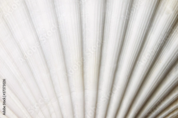 Fototapeta Texture of shell Saint-Jacques