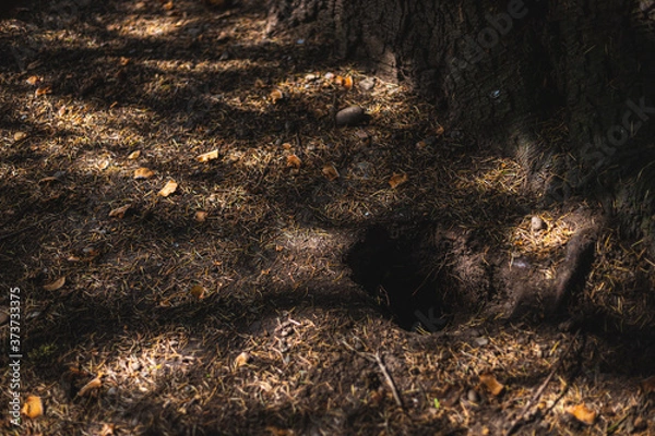 Obraz Pine needles and leaves on forest ground