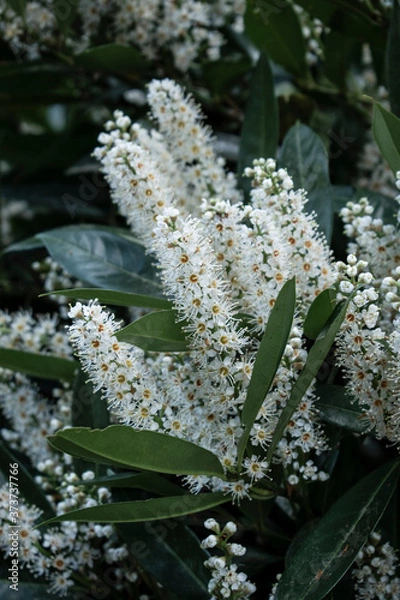 Fototapeta Blüte weiß