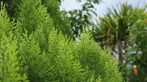 Obraz Green pine leaves in the garden