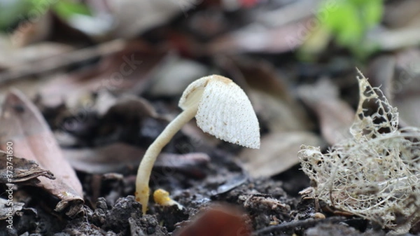 Obraz mushrooms growing in the forest