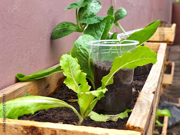 Obraz lettuce in vegetable garden