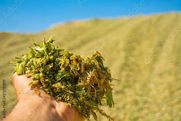Fototapeta green mass of corn silage during placement in the pit