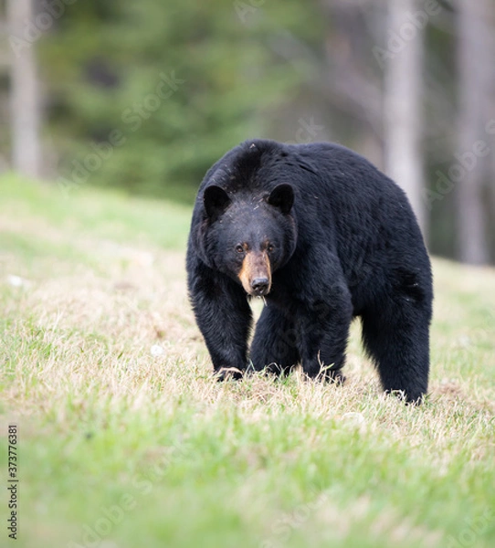 Obraz Black bear in the wild