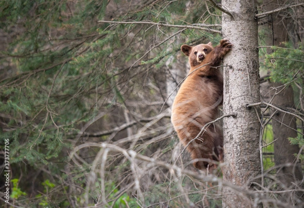 Obraz Black bear in the wild