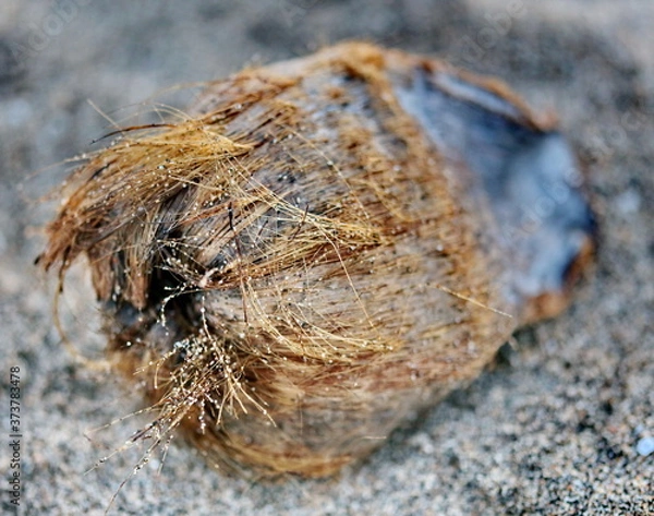 Obraz coconut on the beach