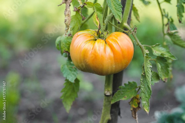 Obraz Yellow tomato in a garden