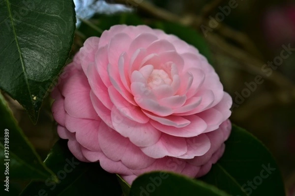 Fototapeta Pink Camelia