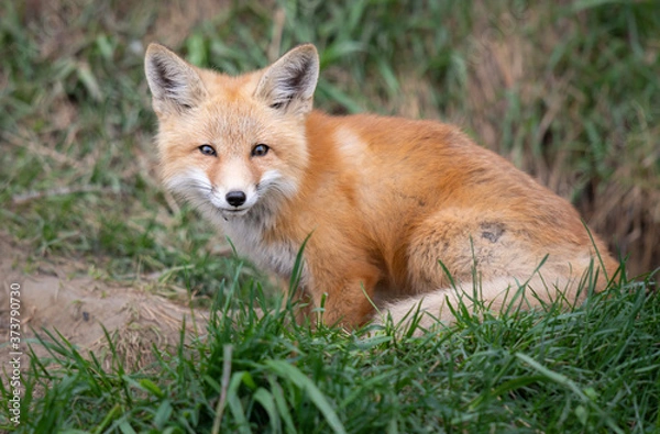 Fototapeta Red fox kits in the wild