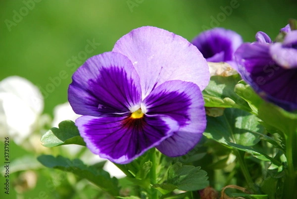 Obraz Purple pansy flower