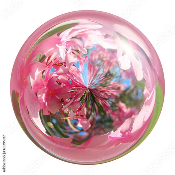 Fototapeta Transparent glass ball reflecting pink flowers. 3d render sphere isolated on a white background