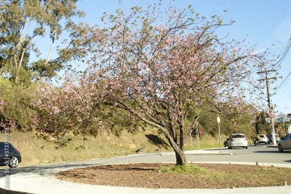 Obraz cherry blossom tree