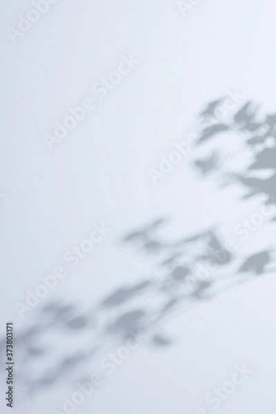 Obraz 白背景、木漏れ日のイメージ