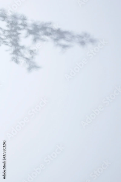 Obraz 白背景、木漏れ日のイメージ