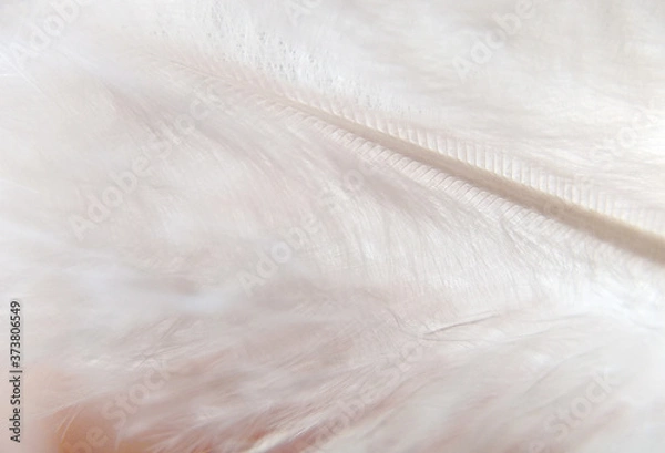 Obraz White feather.