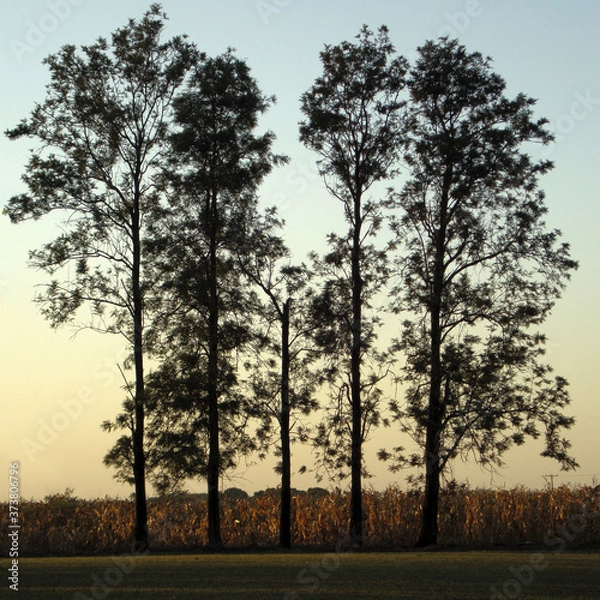 Obraz Trees at sunset.