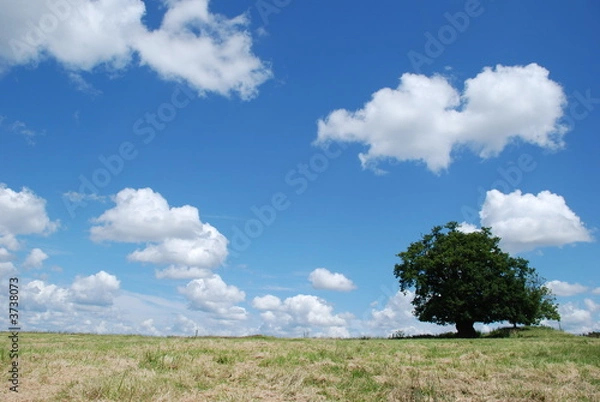 Obraz Tree in field with cloudy sky