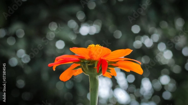 Obraz Orange flower and bokeh background