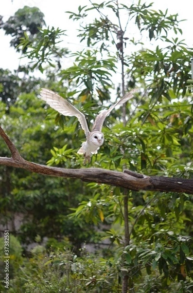 Fototapeta メンフクロウの飛翔