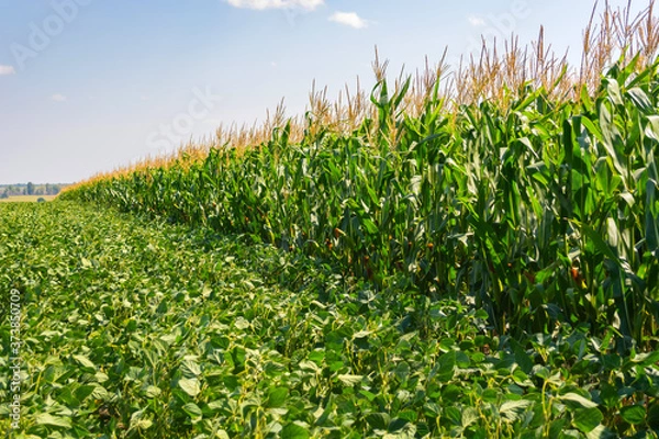 Obraz border of soybean and corn fields in summer