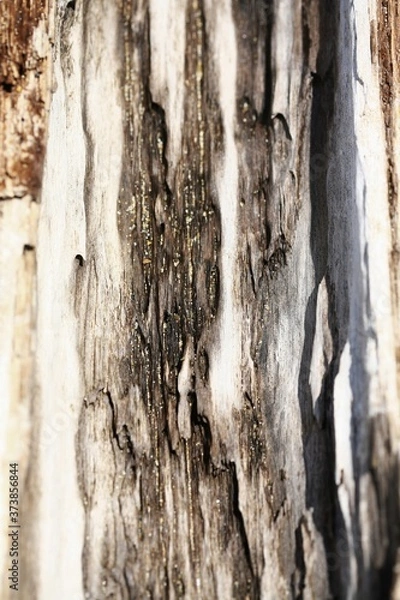 Fototapeta Close-up of tree bark