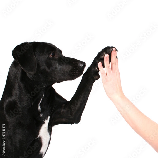 Obraz Hund high five
