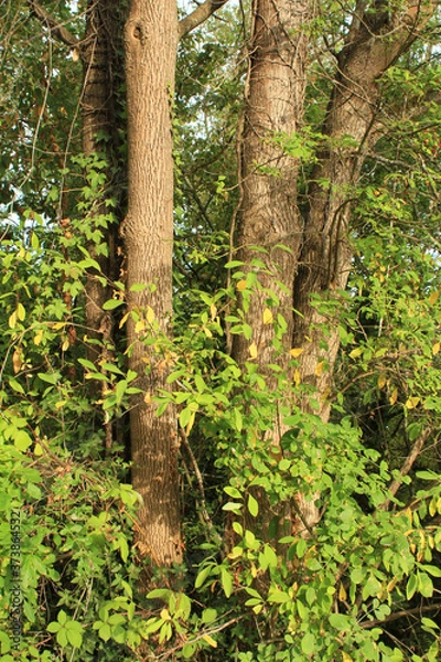 Obraz tree in the forest
