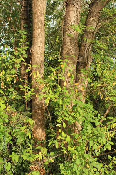 Obraz tree in the forest
