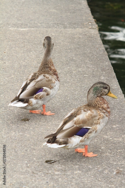 Obraz ducks on the dock