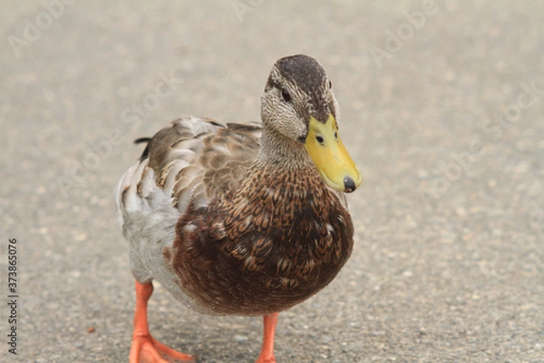 Obraz female mallard duck