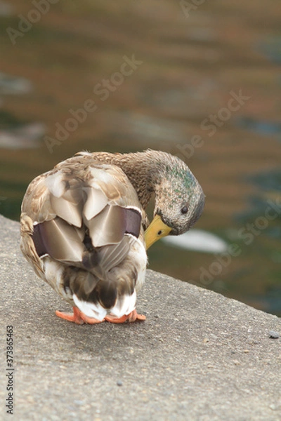 Obraz duck on the dock