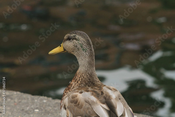 Obraz female mallard duck