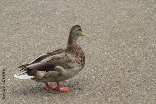 Obraz duck on the dock
