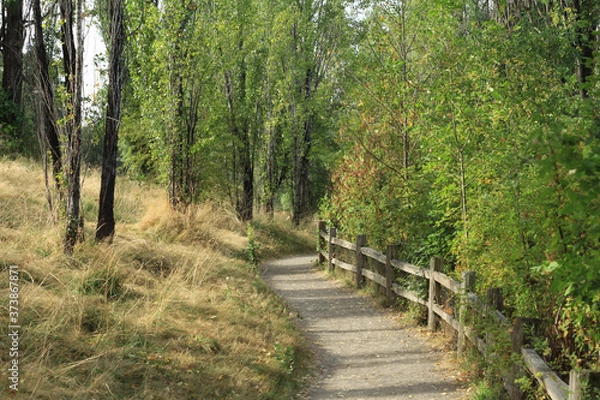 Obraz footpath in the woods