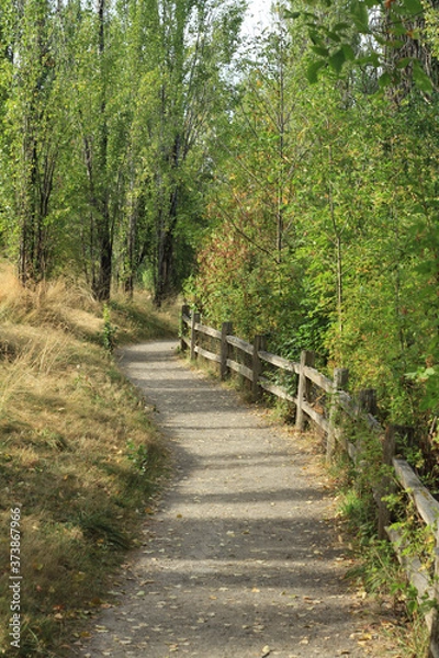 Obraz footpath in the woods