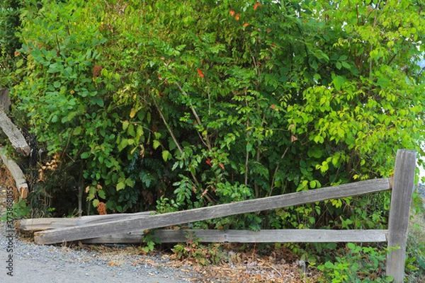 Obraz broken old bench in park