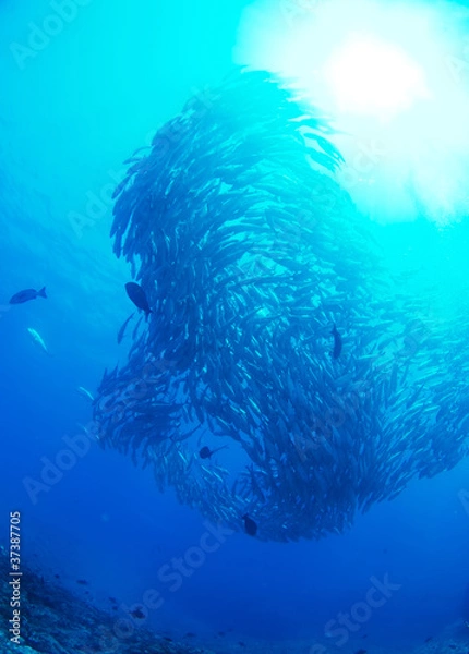 Fototapeta ギンガメアジの大群