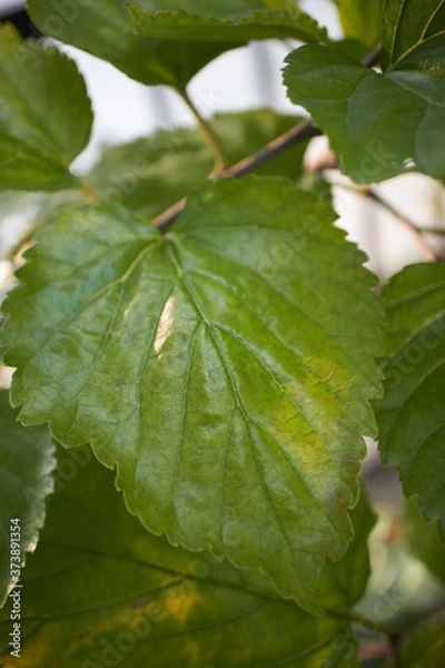 Fototapeta 葉