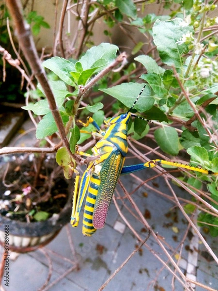 Fototapeta Painted Grasshopper in Nature. Macro