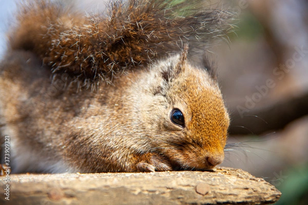 Fototapeta 晴れた日のリスの近影