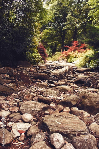 Obraz stream in the woods