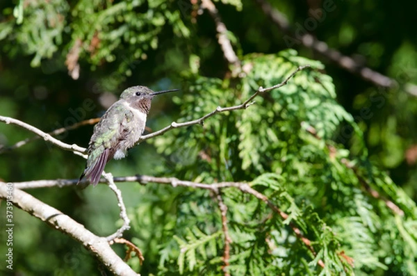 Obraz Ruby-throated Hummingbird closeup perched in a tree